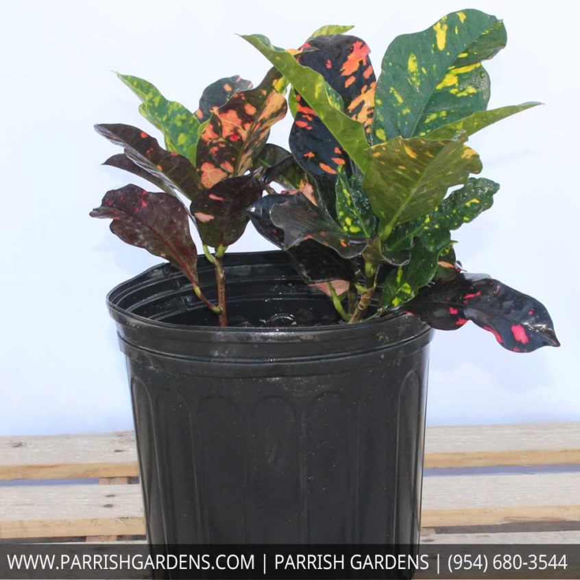 Croton Magnificent Parrish Gardens