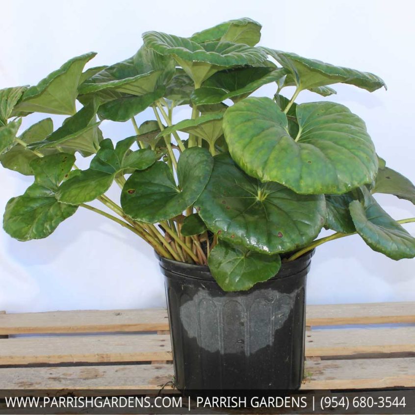 Farfugium &ndash; Leopard Plant | Parrish Gardens